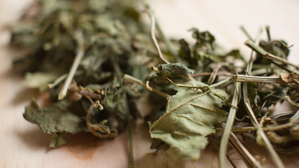 Dried Jiaogulan leaves, a great anti-oxidant and used in our health supplement capsules 