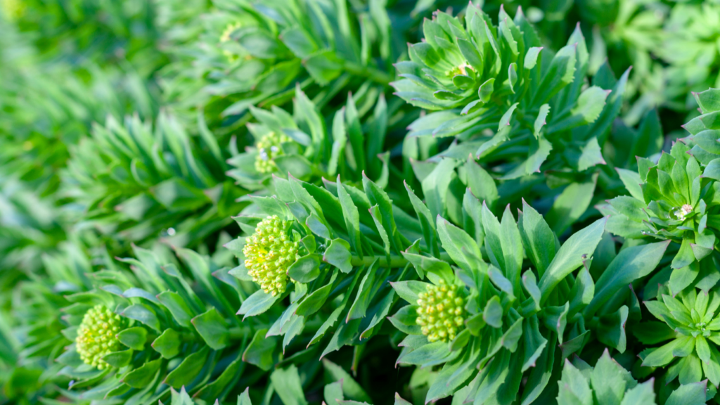 Rhodiola Rosea, the most famous adaptogen used in our Soldier Plus Supplements